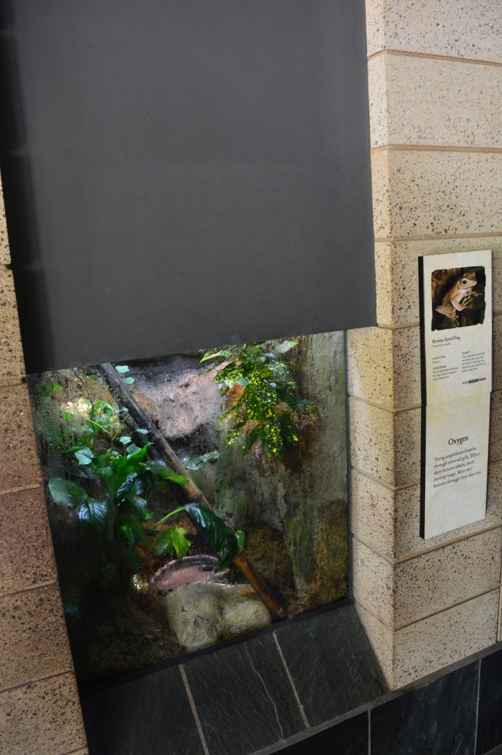 Bornean Eared Frog Terrarium