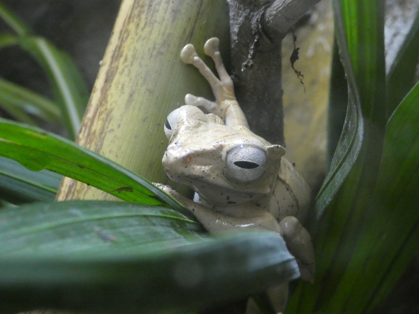 Bornean eared frog
