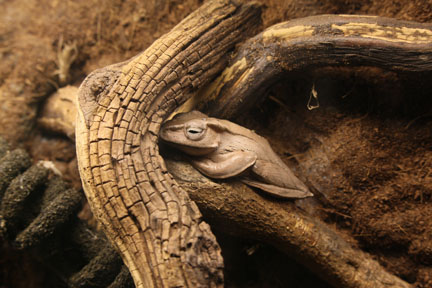 bornean eared frog