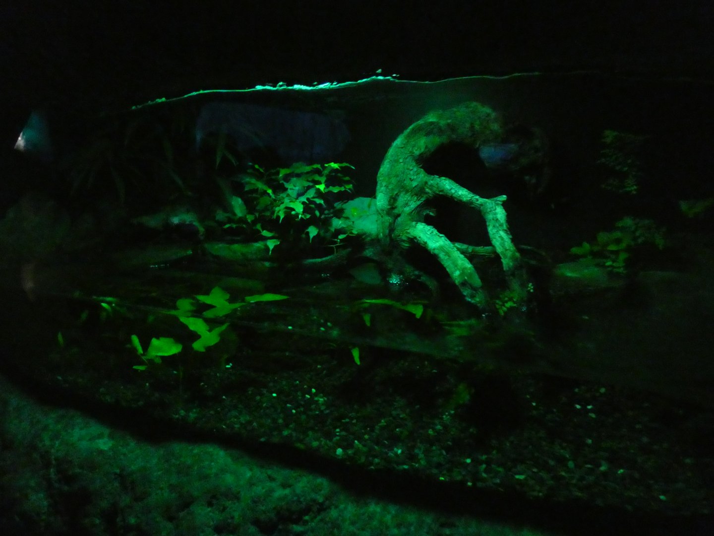 Bornean Earless Monitor enclosure