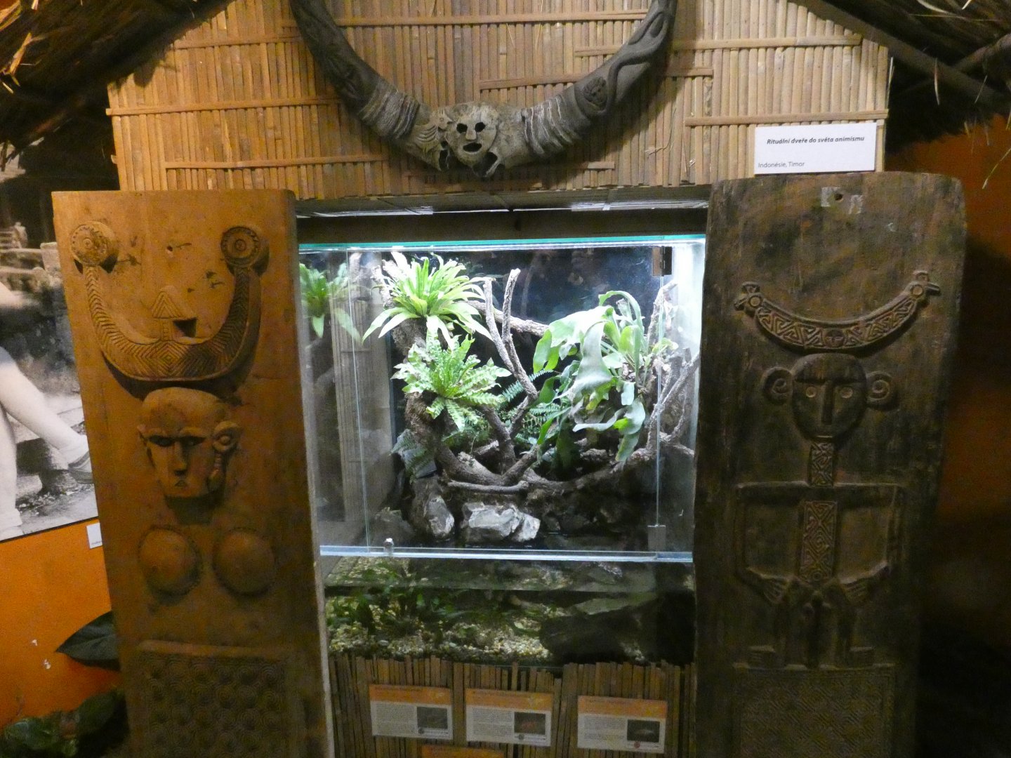 Bornean earless monitor enclosure