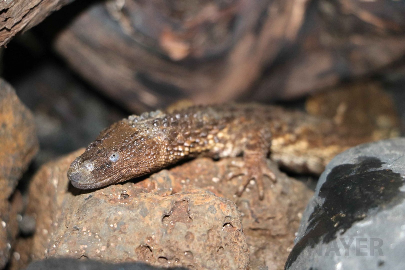 Bornean earless monitor, June 2016