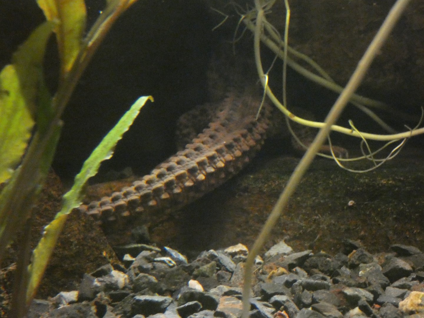 Bornean earless monitor