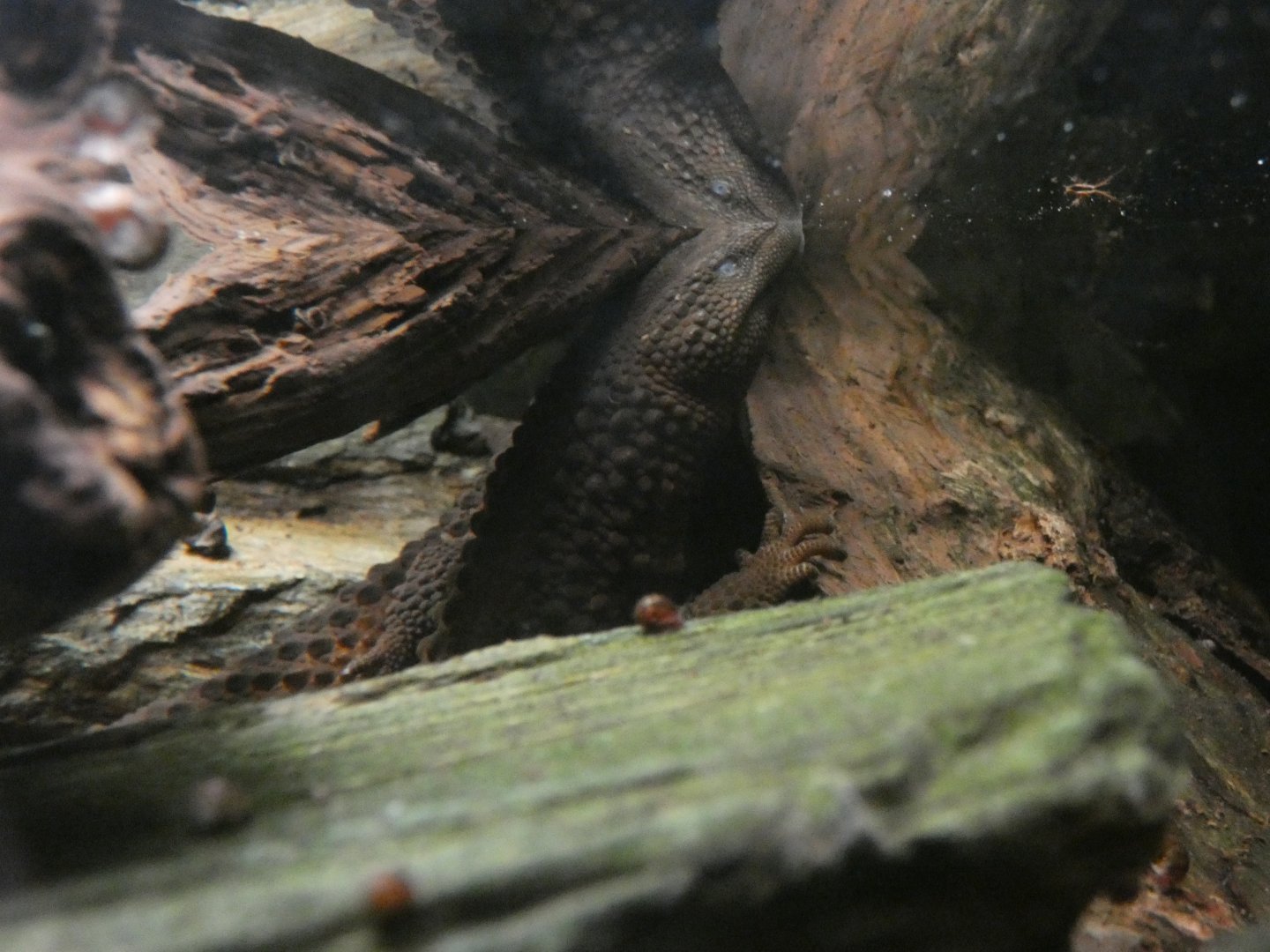 Bornean earless monitor