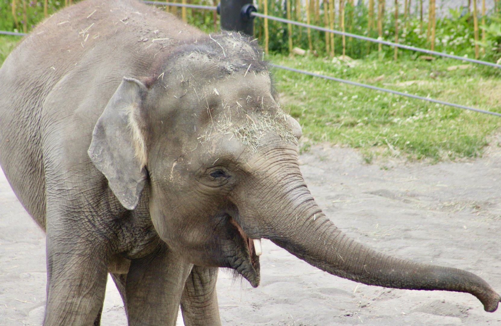 Bornean Elephant (Elephas maximus borneensis) "Chendra"