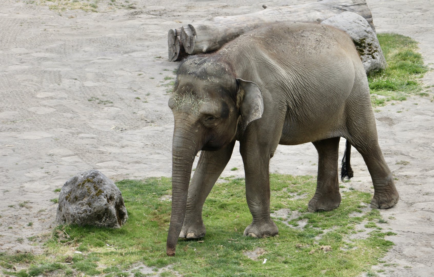 Bornean Elephant (Elephas maximus borneensis) "Chendra"