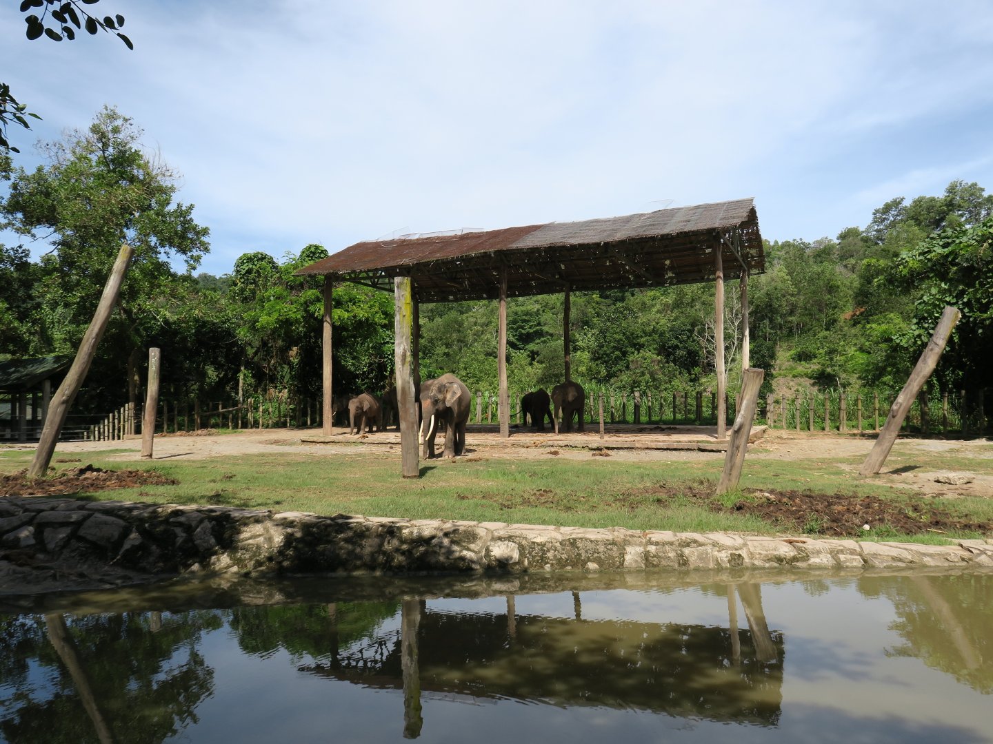 Bornean elephant exhibit