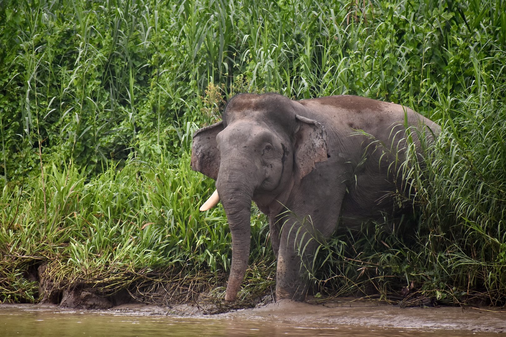 Bornean elephant - (Kinabatangan, Sabah)