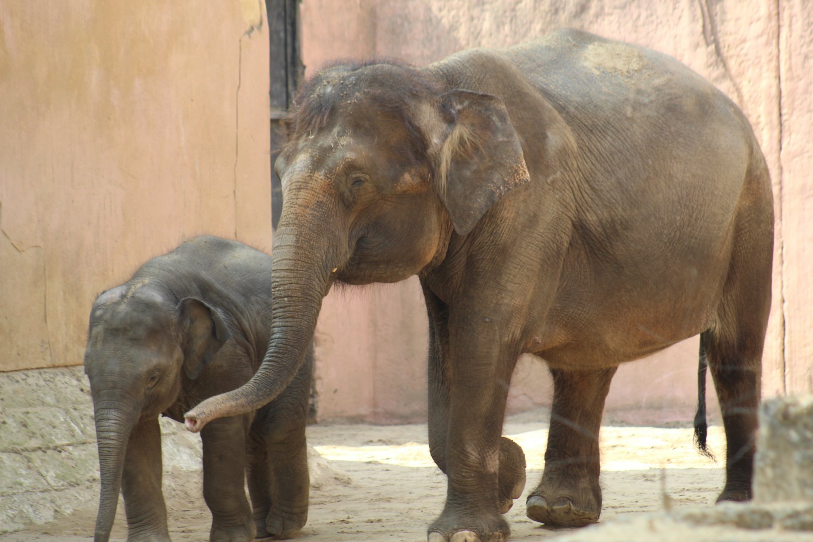 Bornean Elephant with Calf