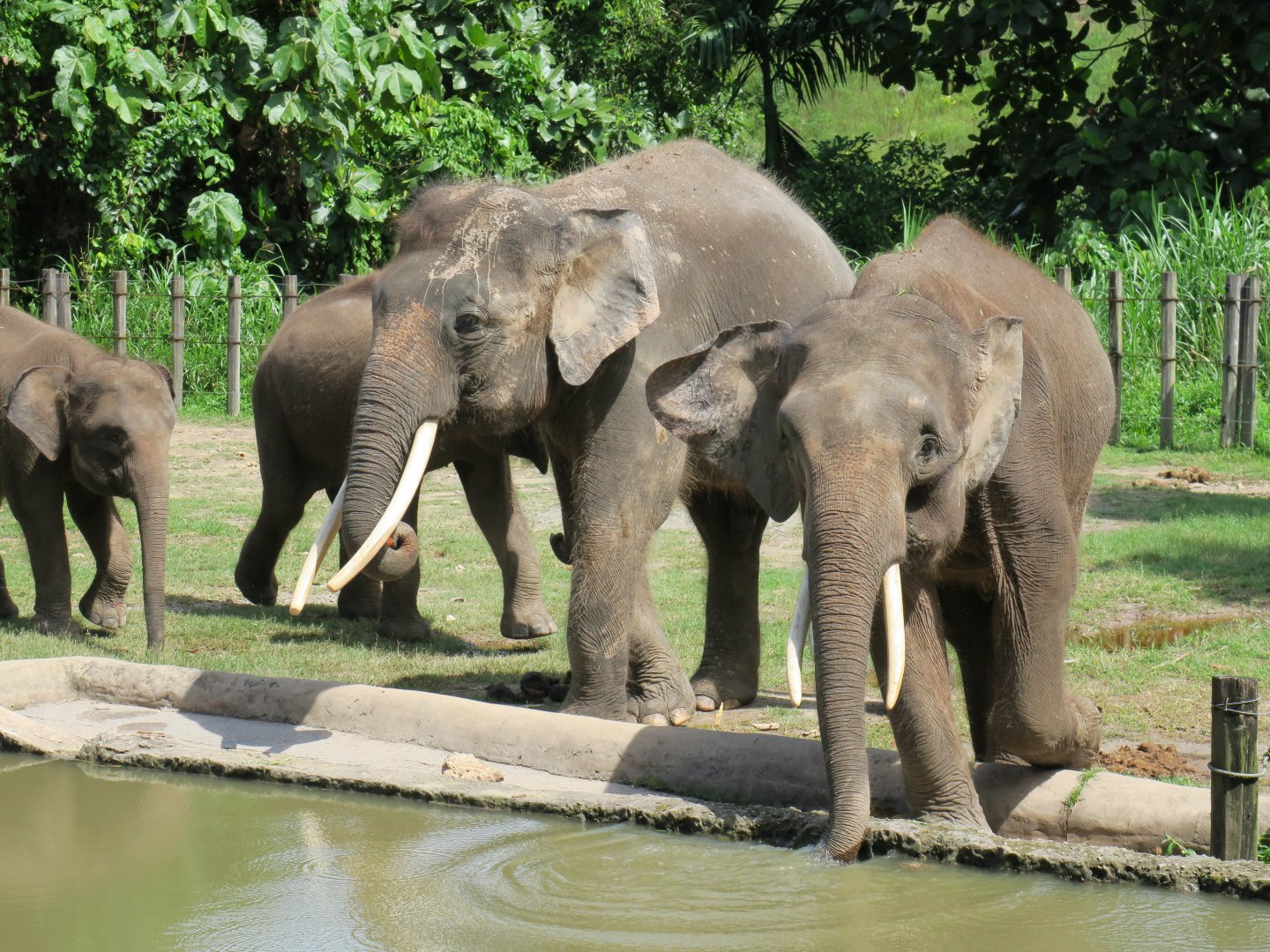 Bornean elephant