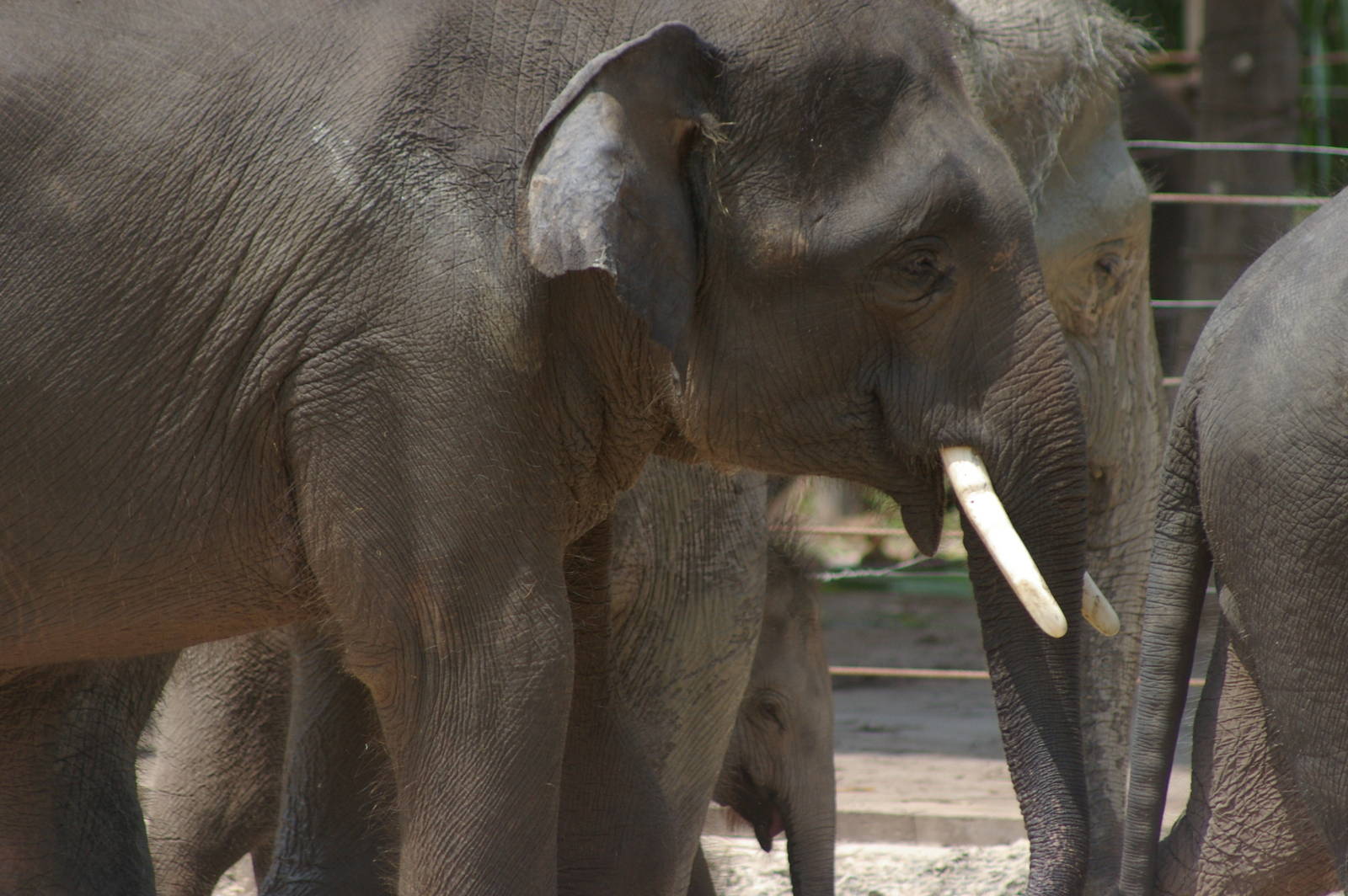Bornean elephants