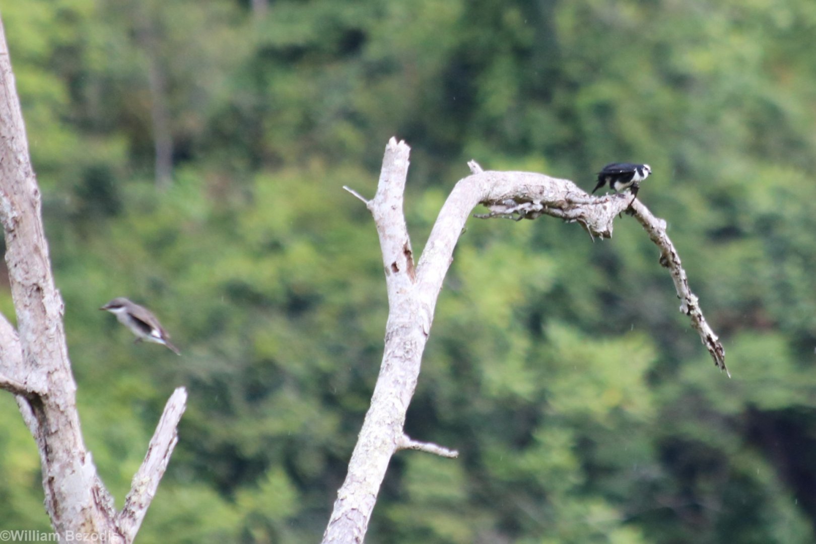 Bornean Falconet and Mobbing Woodshrike - Crocker Range