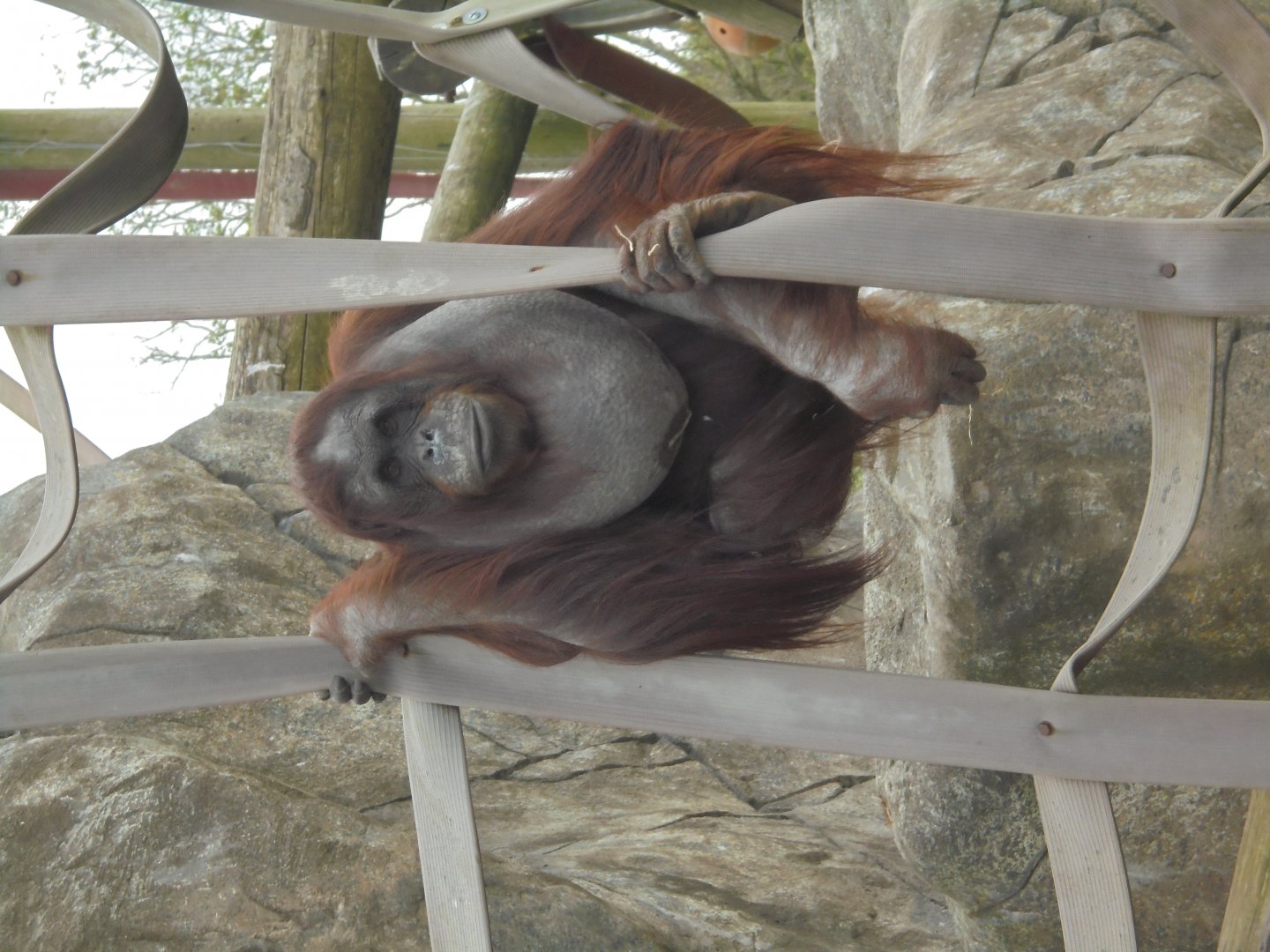 Bornean female Orangutan 'Victoria'