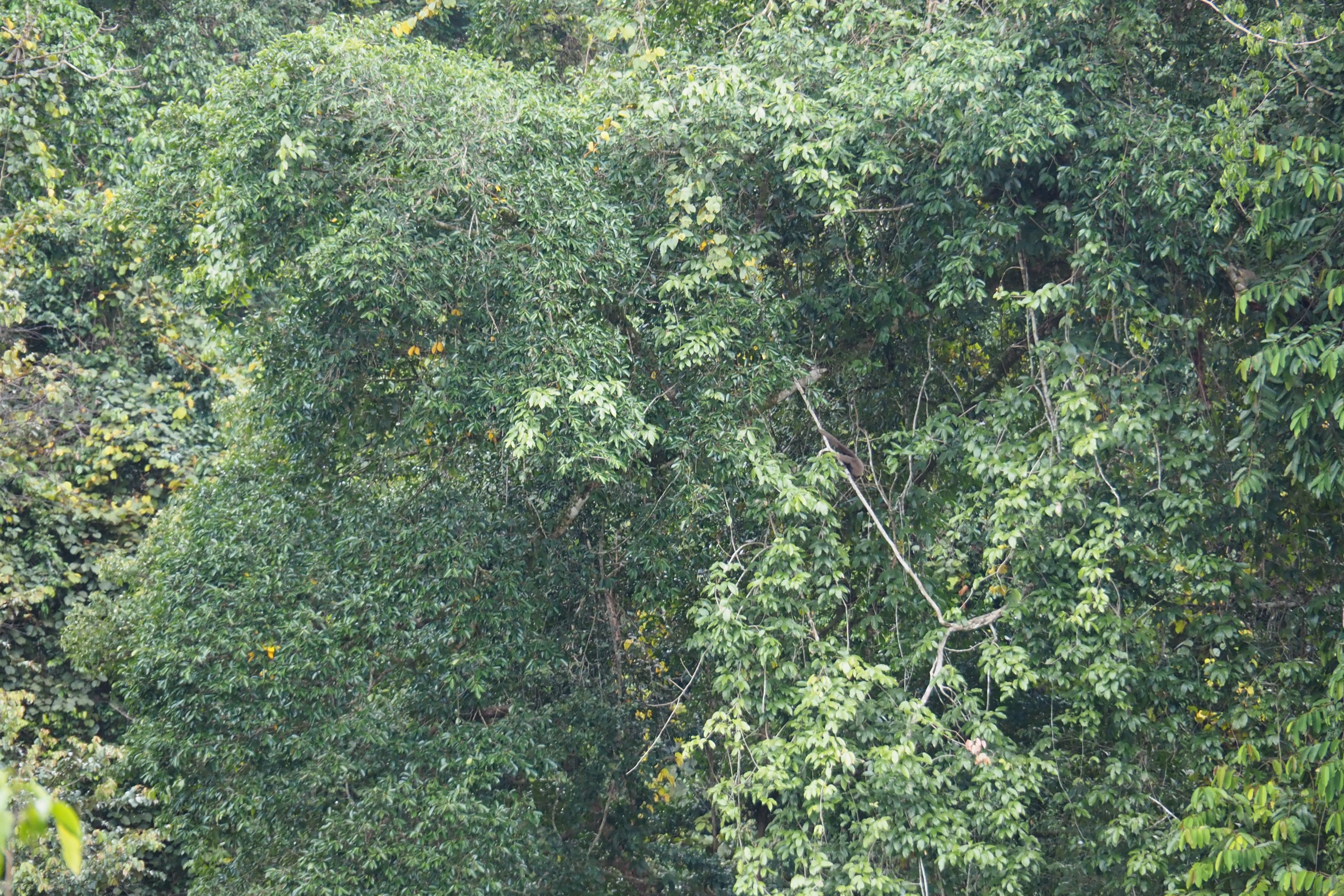 Bornean Gibbon - Danum Valley, Sabah, Borneo