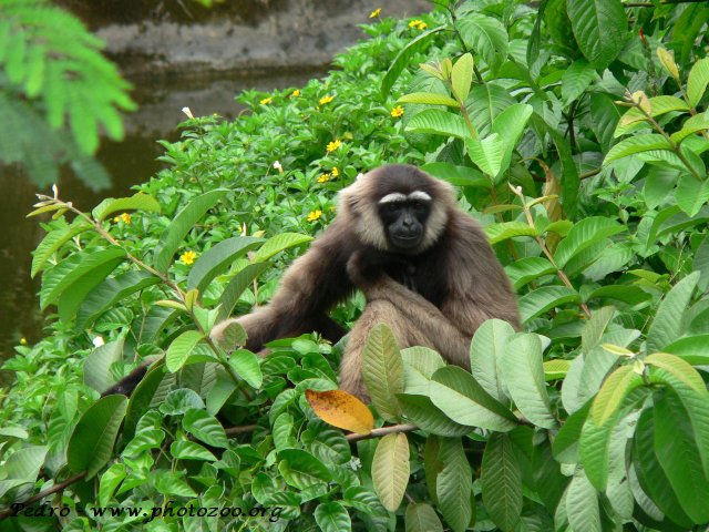 Bornean gibbon (Hylobates muelleri)
