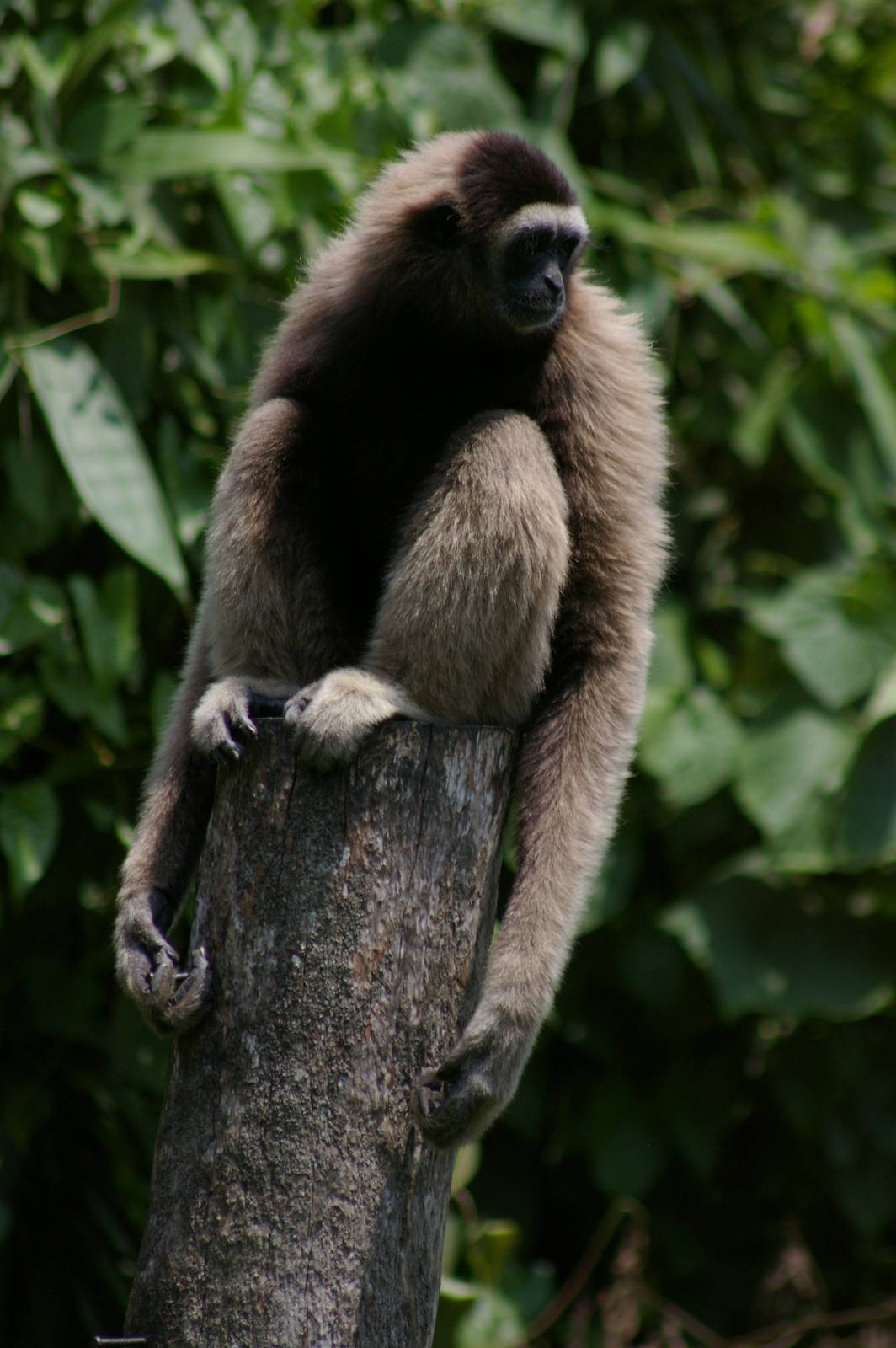 Bornean gibbon (Hylobates muelleri)