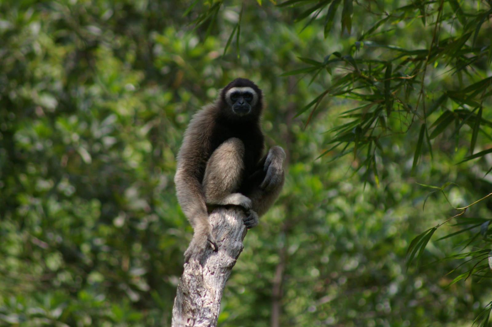 Bornean gibbon (Hylobates muelleri)