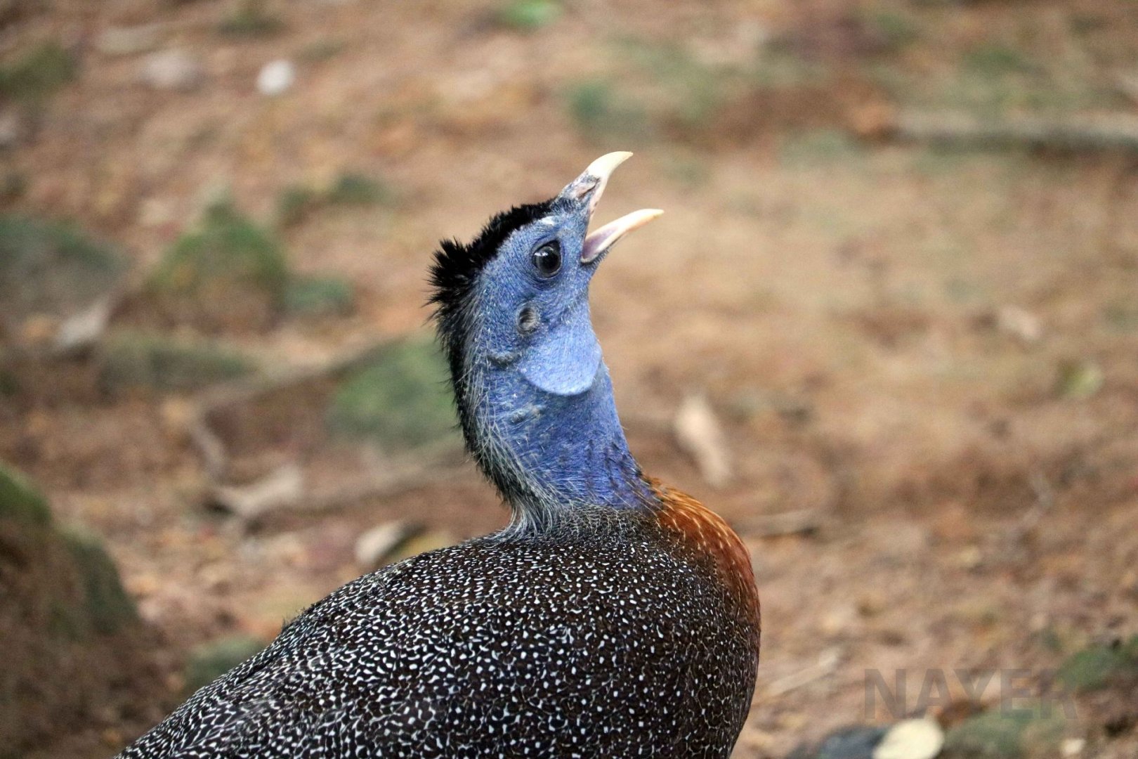 Bornean great argus, June 2016