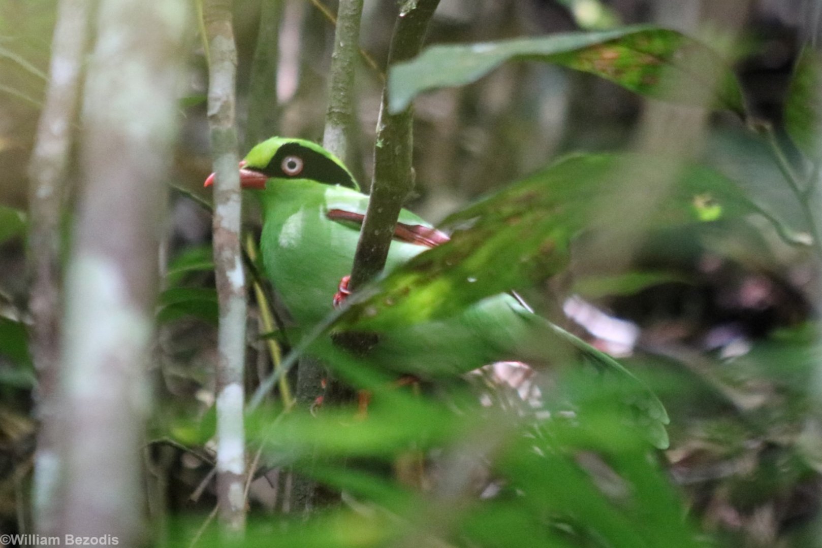 Bornean Green Magpie - Mount Kinabalu