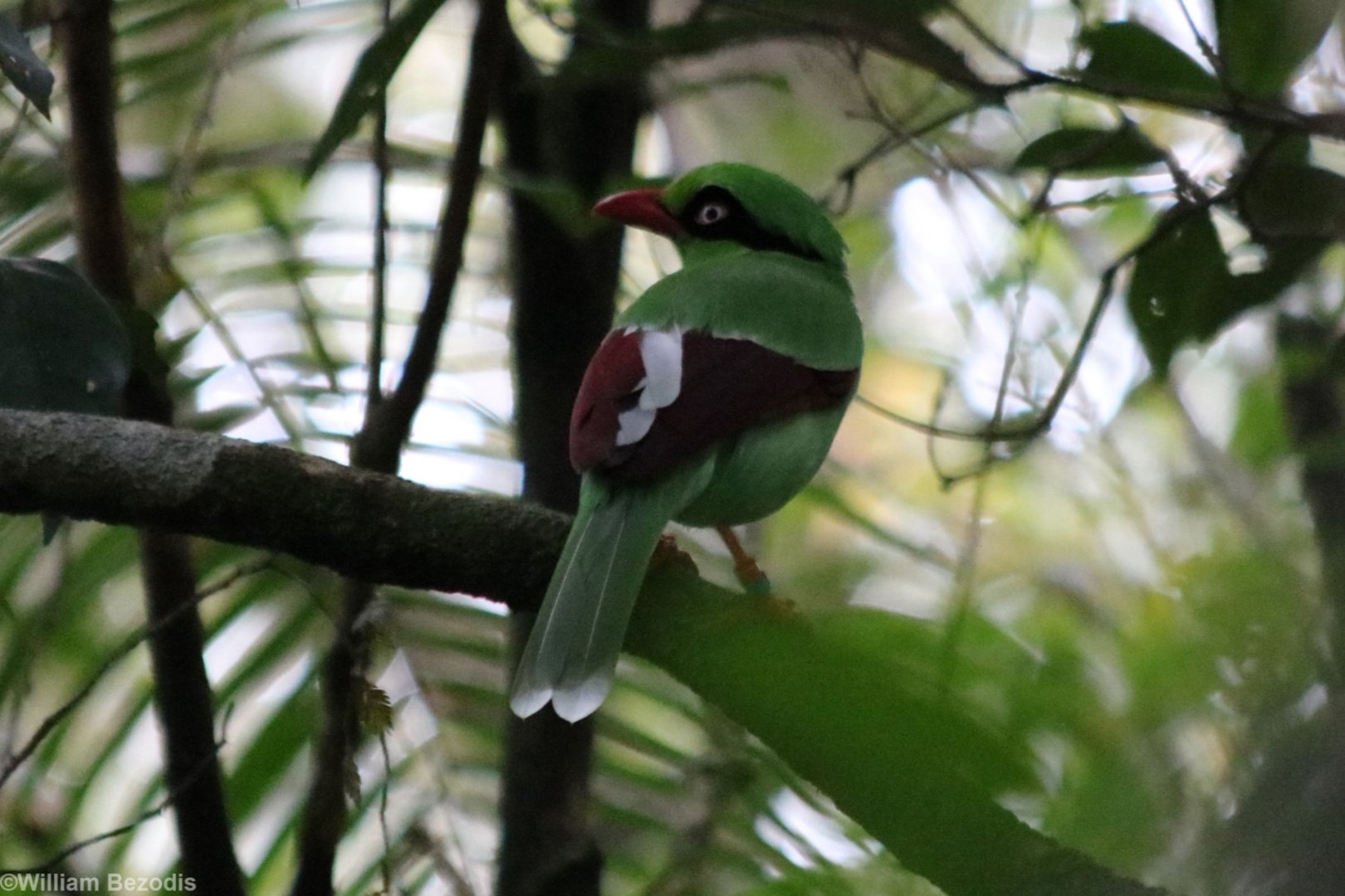 Bornean Green Magpie - Mount Kinabalu