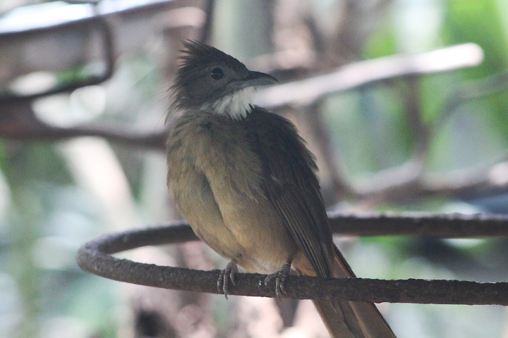 Bornean grey-cheeked bulbul (Alophoixus tephrogenys gutturalis)