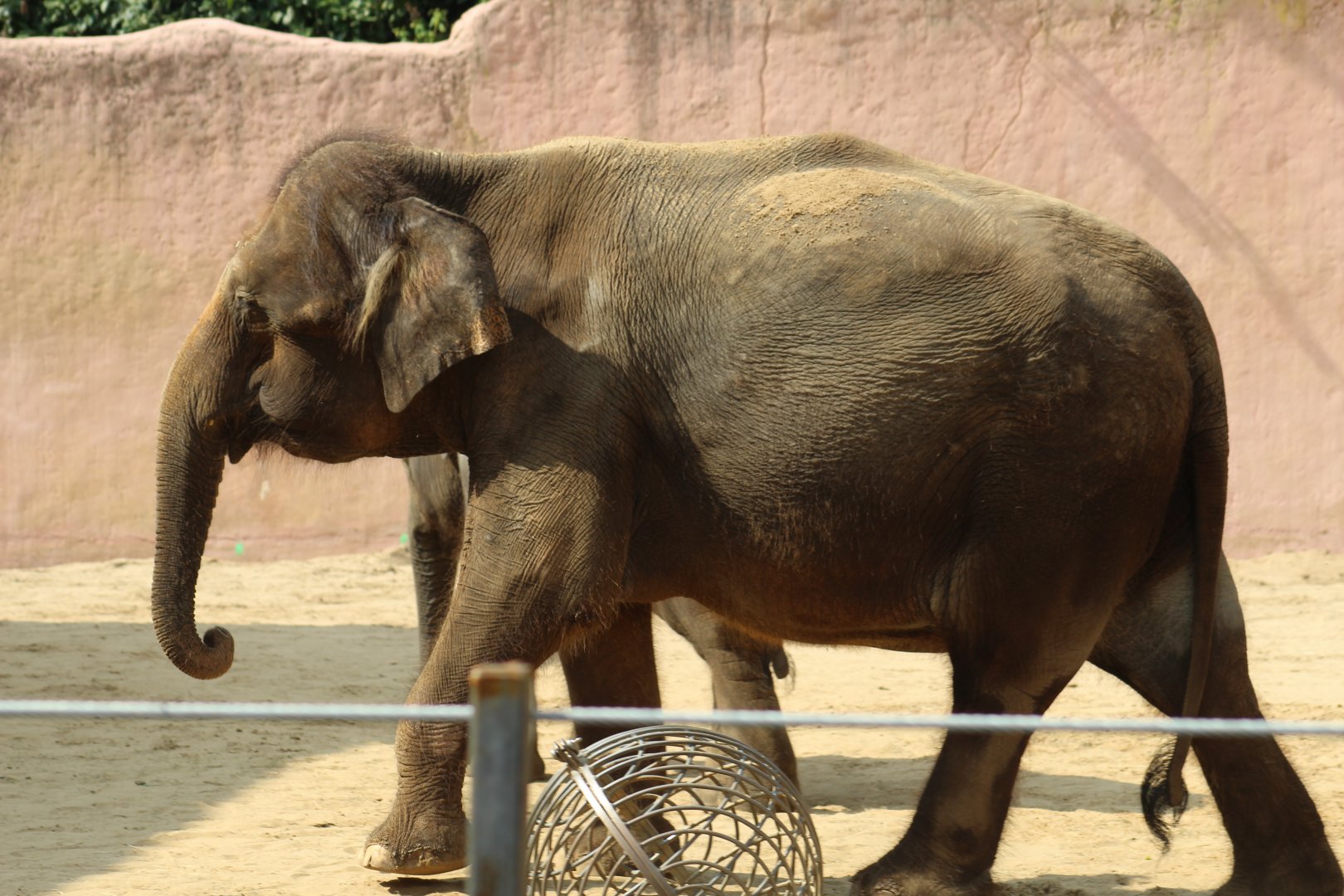Bornean-Hybrid Elephant