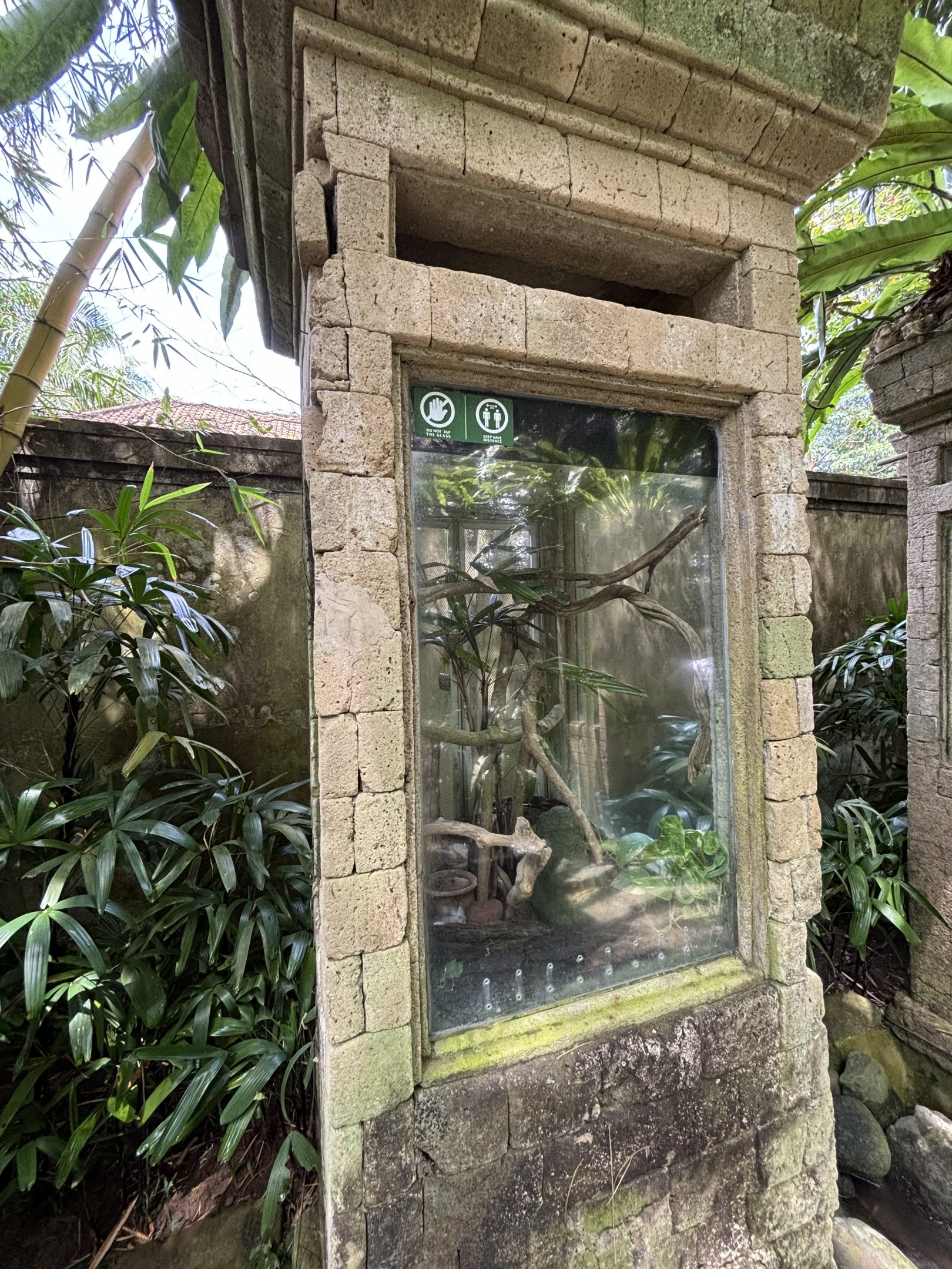 Bornean Keeled Green Pit Viper Exhibit