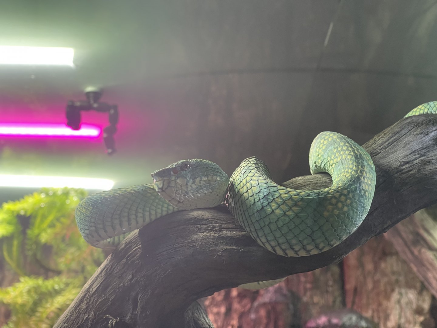 bornean keeled green pit viper (tropidolaemus subannulatus) - museum komodo