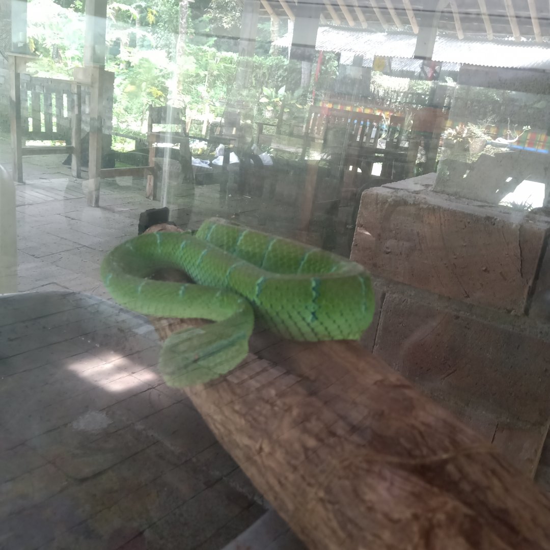 Bornean keeled green pit viper (Tropidolaemus subannulatus) - Sato Loka Resto & Conservation Park