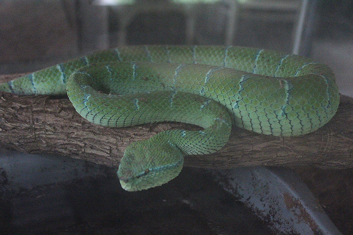 Bornean keeled green pit viper (Tropidolaemus subannulatus) - Taman Konservasi Sato Loka