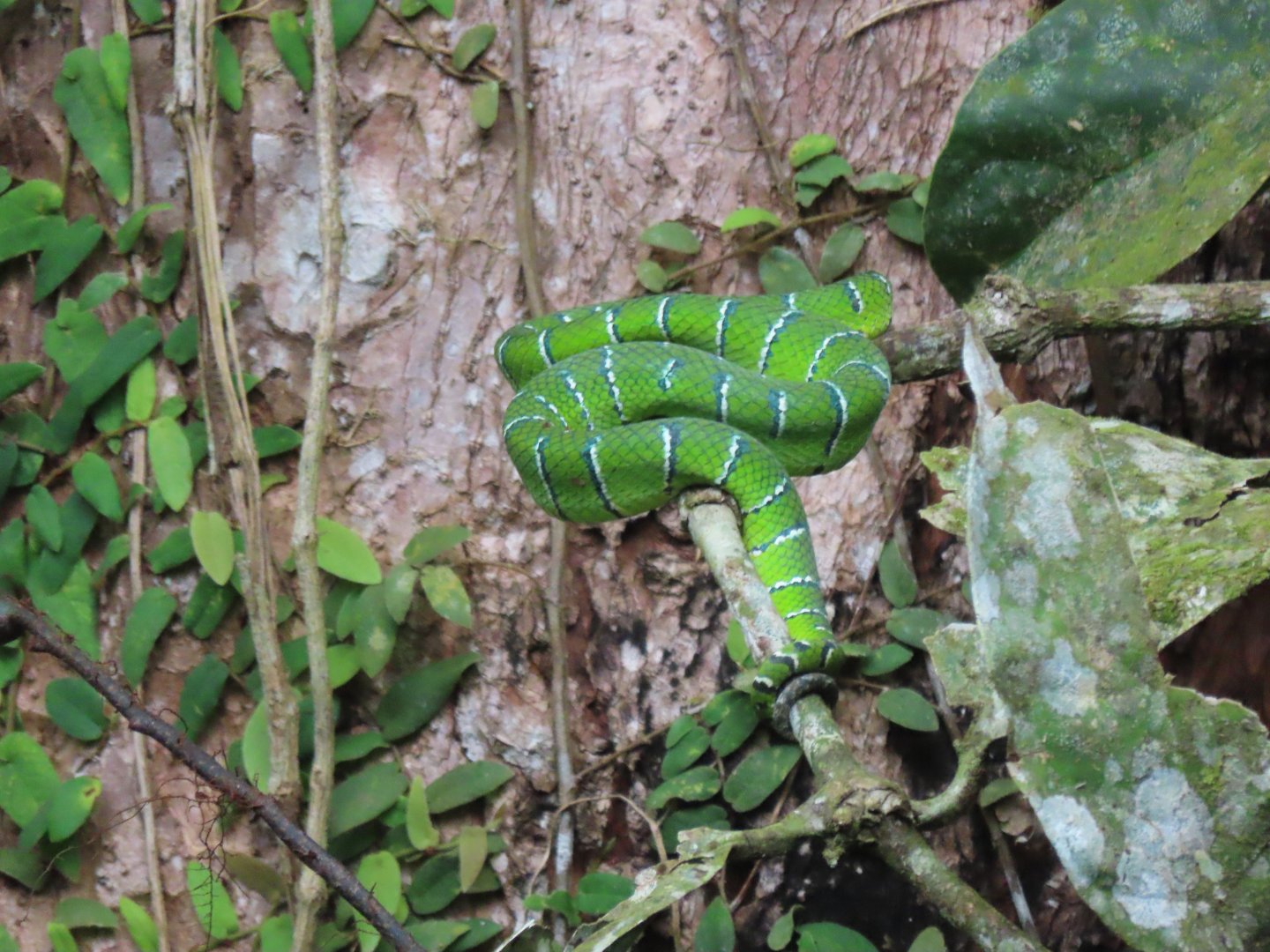 Bornean keeled green pit viper (Tropidolaemus subannulatus)