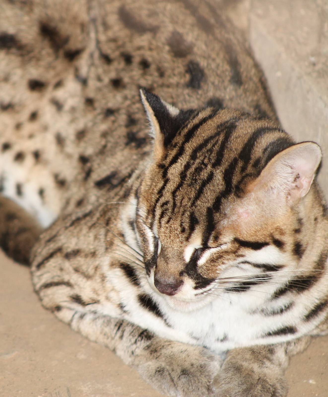 Bornean Leopard Cat (Prionailurus bengalensis borneoensis)