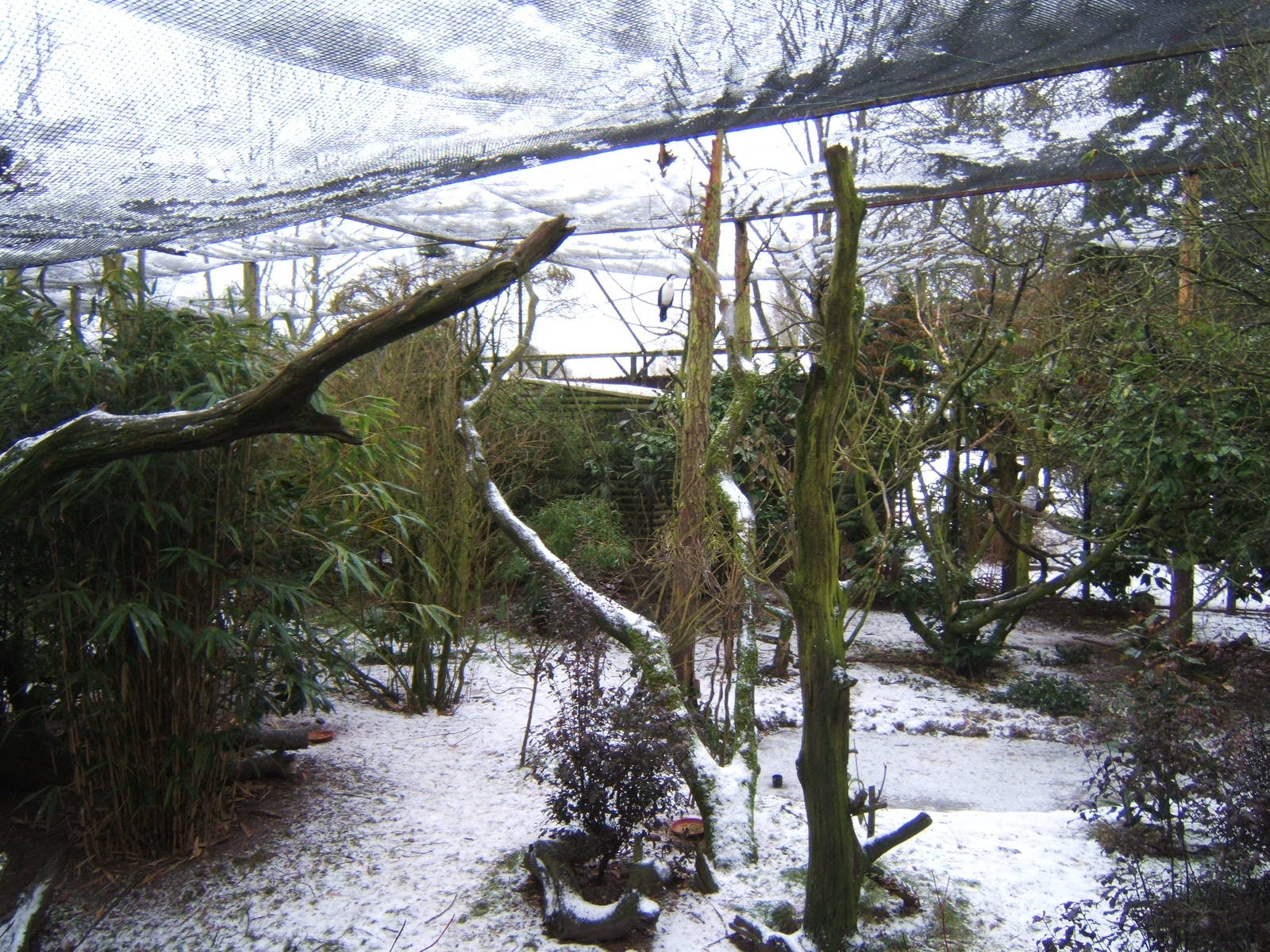 Bornean Longhouse Aviary