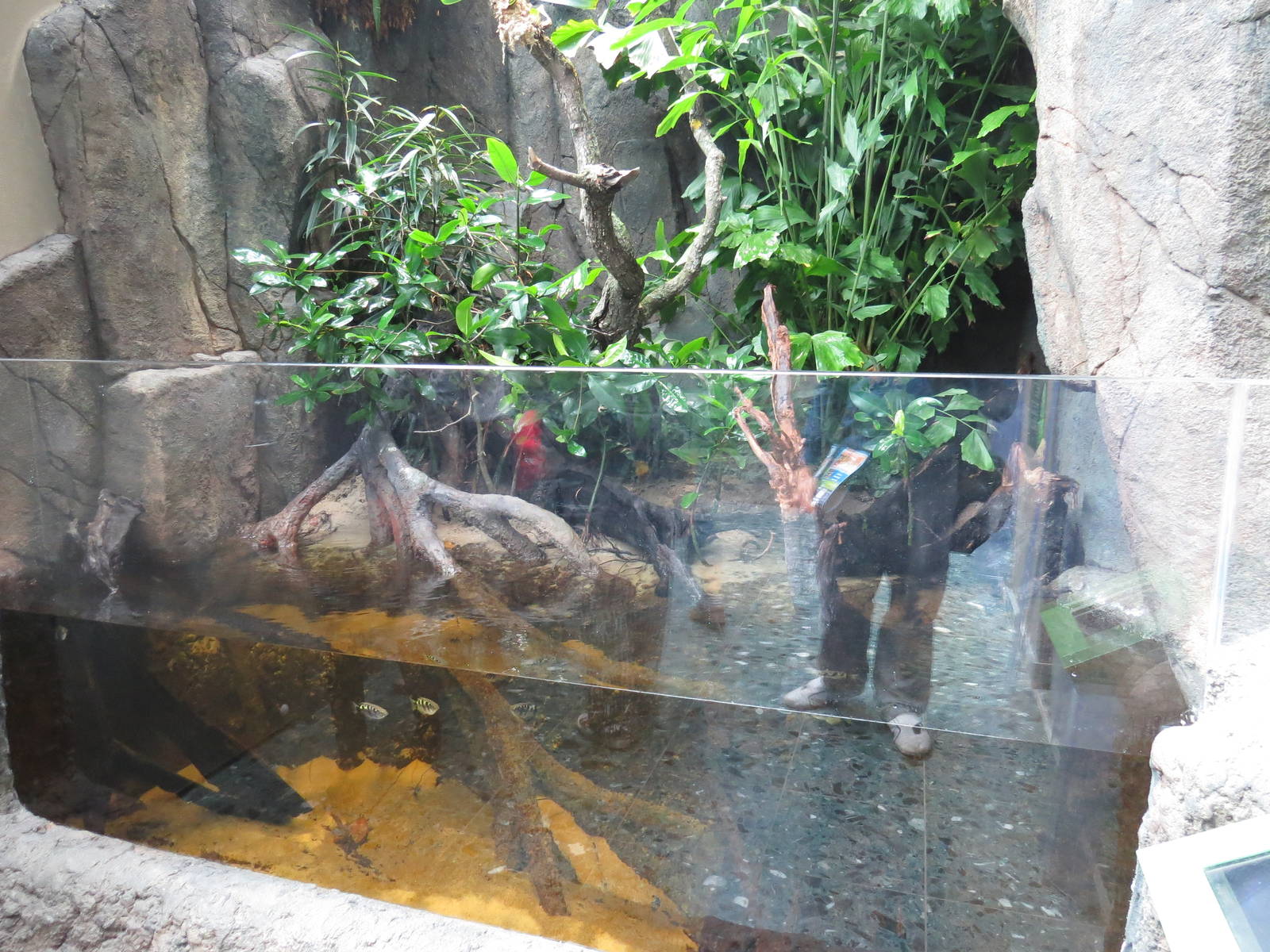 Bornean mangrove exhibit, June 2015