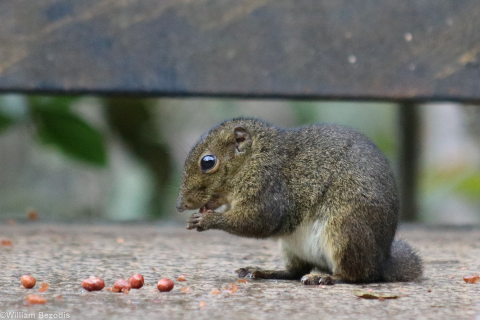 Bornean Mountain Ground Squirrel - Mount Kinabalu