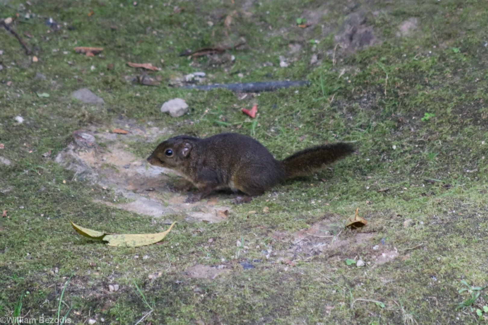 Bornean Mountain Ground Squirrel - Mount Kinabalu