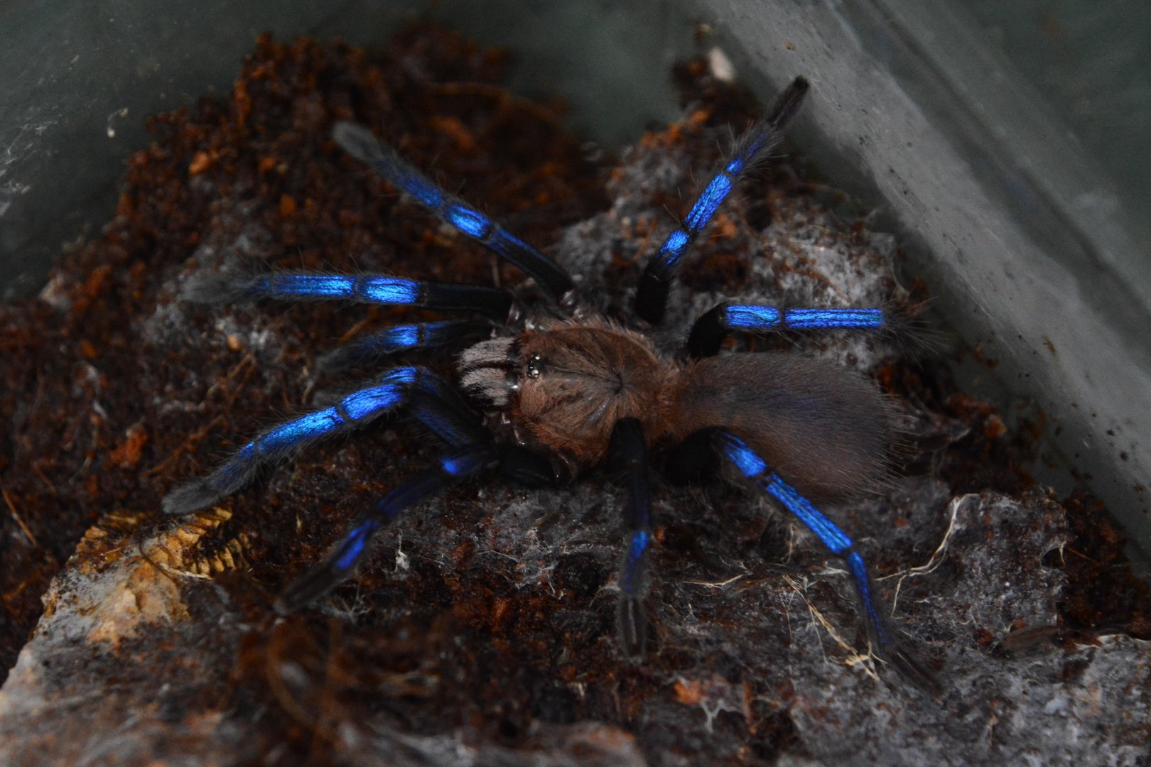 Bornean neon blue leg tarantula (Birupes simoroxigorum)
