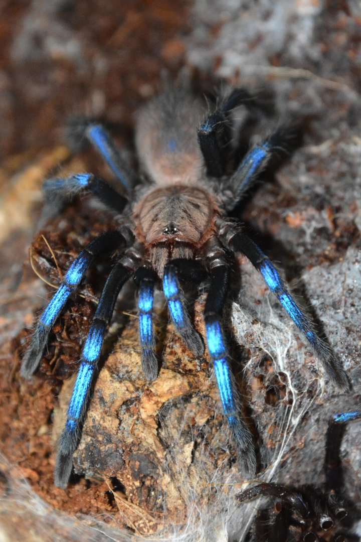 Bornean neon blue leg tarantula (Birupes simoroxigorum)
