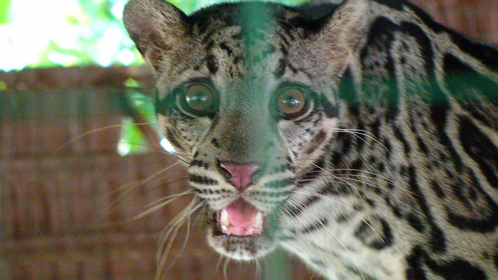 Bornean or regular clouded leopard