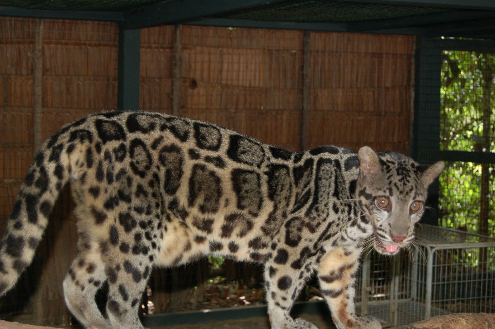 Bornean or regular clouded leopard