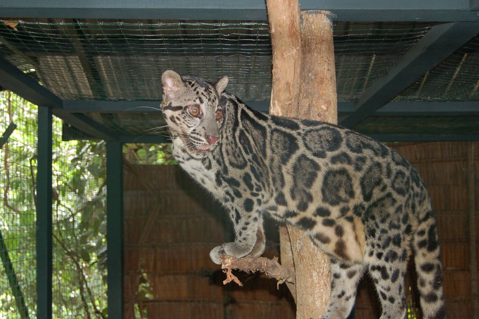 Bornean or regular clouded leopard