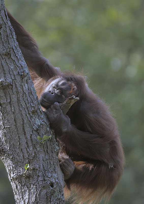 Bornean orang Chinta