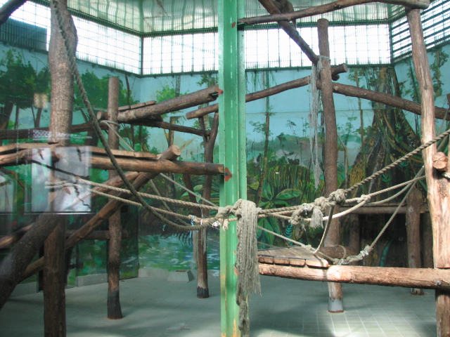 Bornean orang indoor