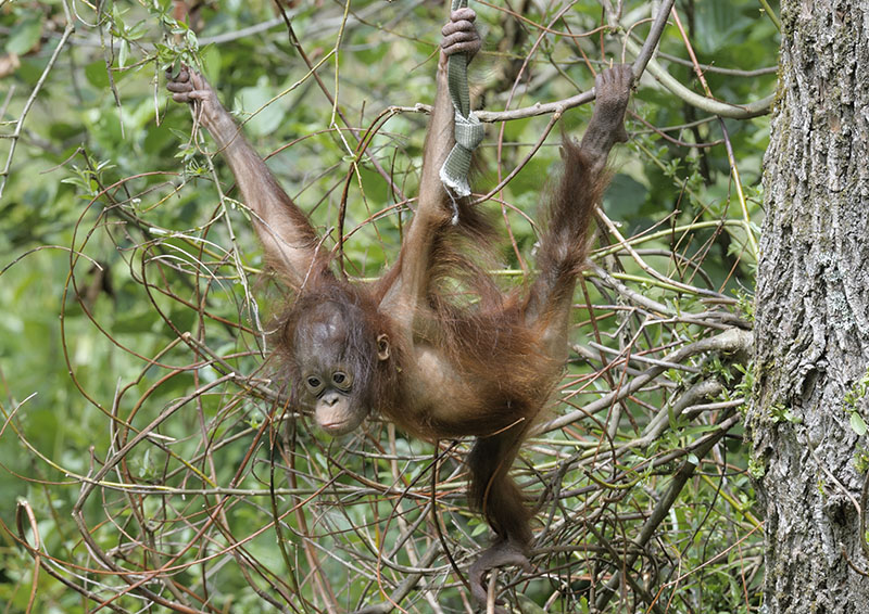 Bornean orang infant 'Natalia'