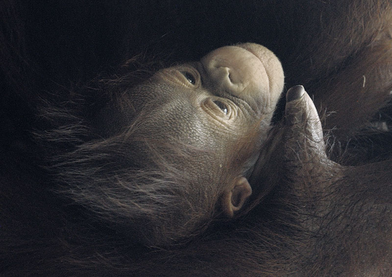 Bornean orang infant