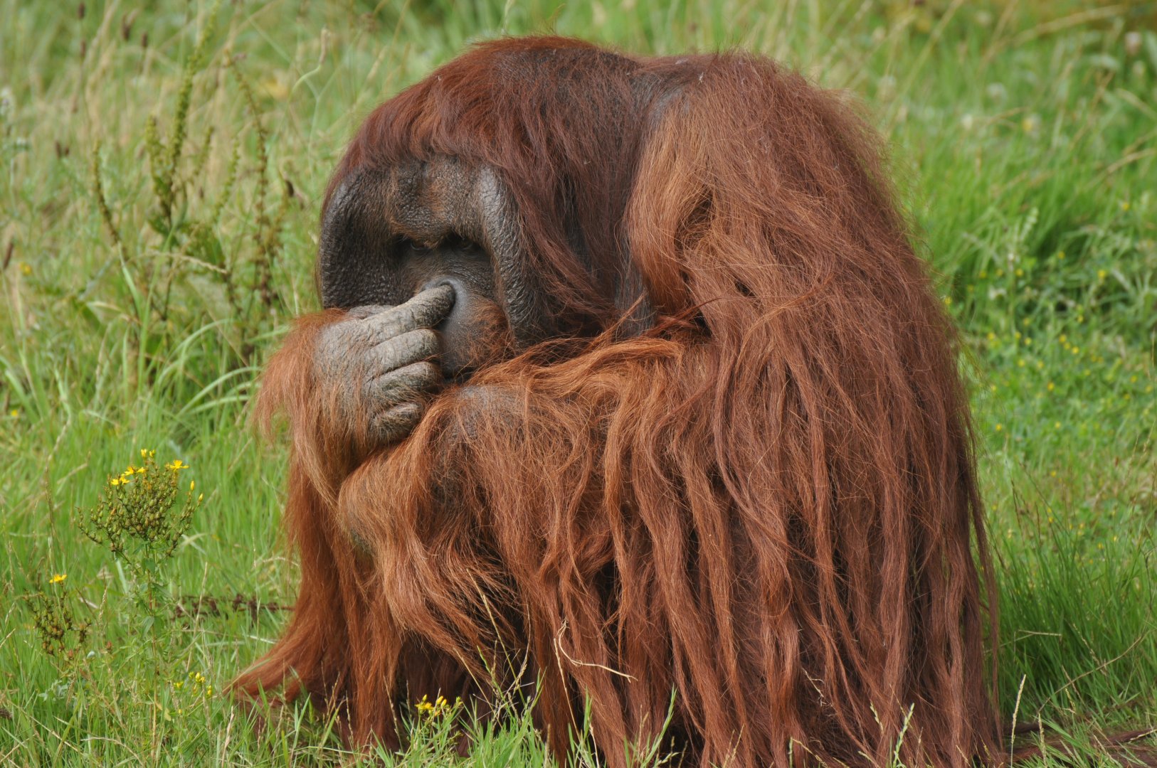 Bornean Orang outan (Pongo pygmaeus)
