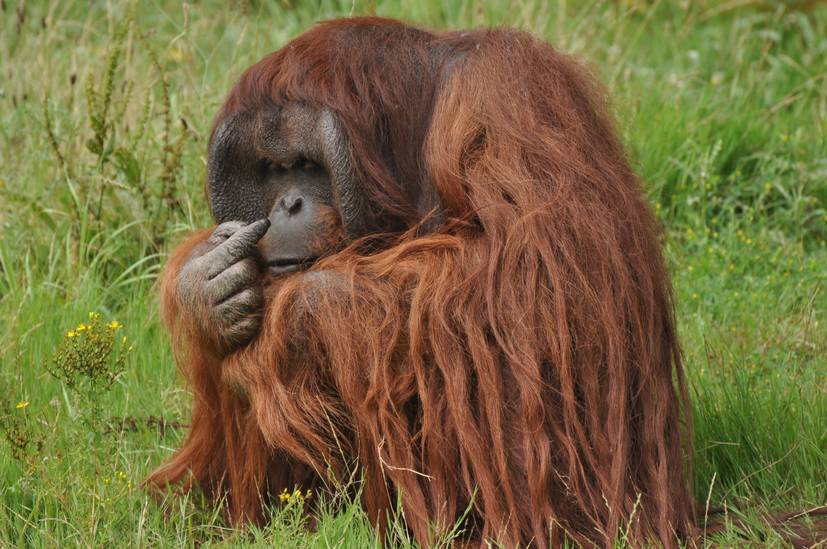 Bornean Orang outan (Pongo pygmaeus)