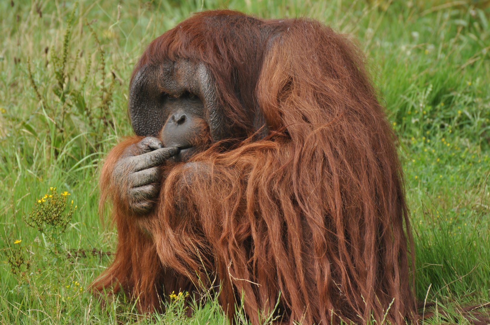 Bornean Orang outan (Pongo pygmaeus)
