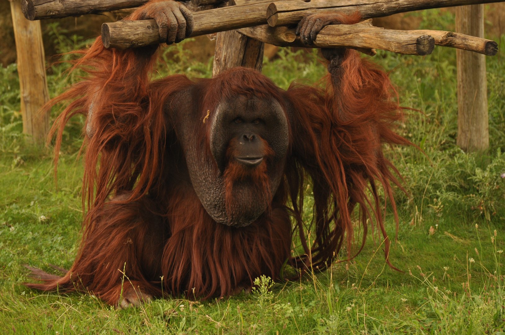 Bornean Orang outan (Pongo pygmaeus)