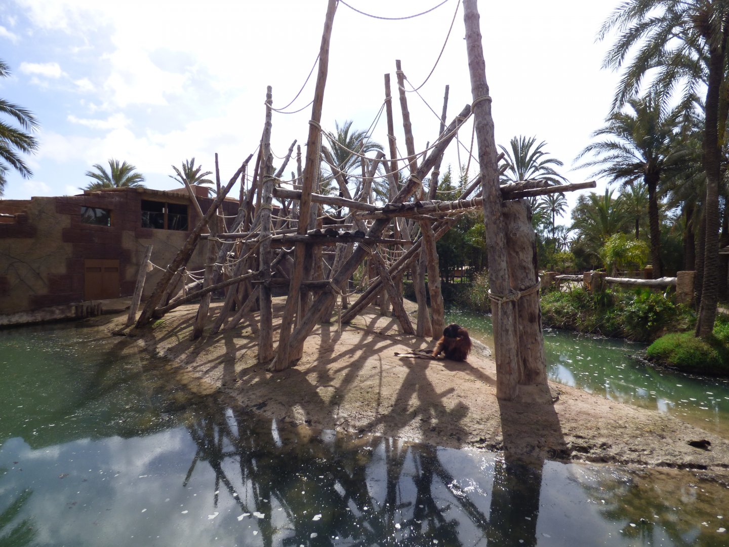 Bornean Orang-utan and Lar Gibbon island (2)